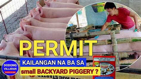 Backyard piggery operators given ultimatum .